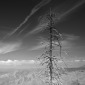 Dead Tree | Merced Valley