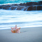 The Shell