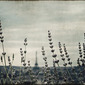 French Lavender