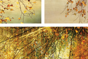 Anne Staub