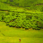 red spot, green land