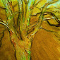 Burnished Birch