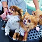 Bicycle dogs