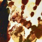 Bloody Hand