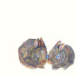 Delicate Bonds