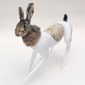 lagomorph canidae(pink)