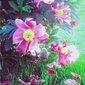 Single Peonies