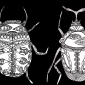 Bugz Group