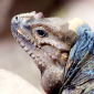 Reptiles 5.0