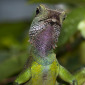Gecko