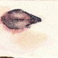 disegno