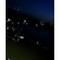 Moths (Trichoptera)