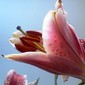 Lily Blooms