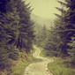 The Great Forest