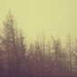 trees through fog