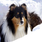 Collie Nathan