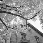 Infrared photography