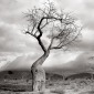 Malawi Baobab