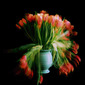 '19 December 2010 - 10 January 2011' from the series 'Unstill Life'