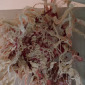 Tribal organ