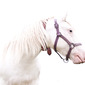 white horse