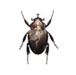 Scarab Madonna & Child