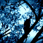 blackbird