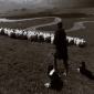 The Shepherd