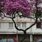 "Then the natural symmetry of an urban landscape, a clear example of connivance between nature and unnatural"