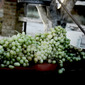 Uvas