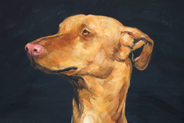 Collection Dogs - Animal Portraits on commission; created by Fiona Hernuss
