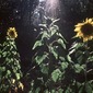 Sun-Flowers