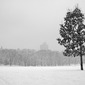 Central Park