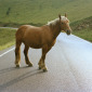 Meat Horse