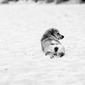 Dog on beach