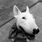 Bull Terrier