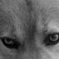 A Dog's look