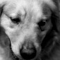 Dog's look
