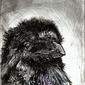 Crow with pink chest