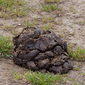 Dung