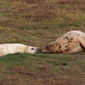 Grey Seal mother and cub