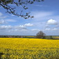 Lincolnshire Spring