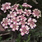 Angelica 