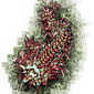 Insect 01