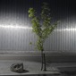Urban Tree
