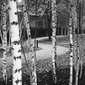 Silver Ash