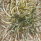 Lydia Darvas Magnetic Lines 32 29