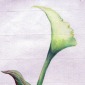 Lirium