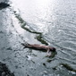 Nude On Seaweed Series - Washed Up (II)