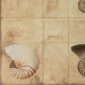 Nautilus pompilius